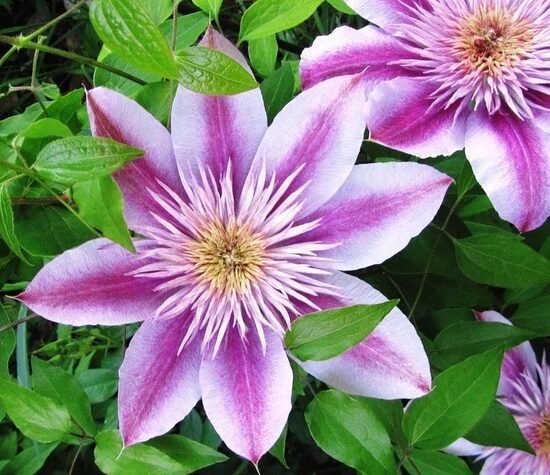 Clematis Empress- klemātis
